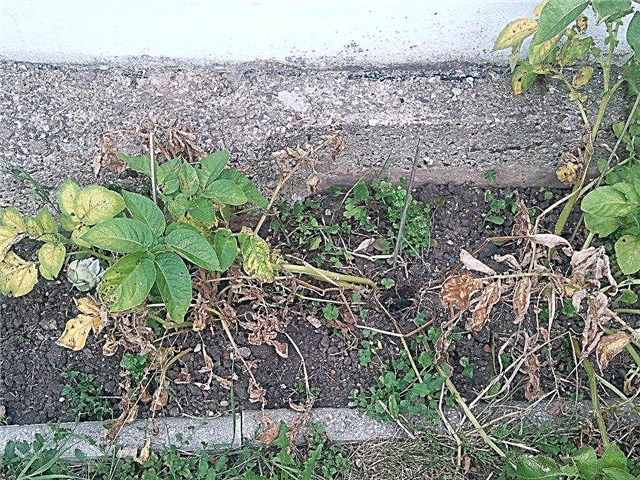Что такое картофельное увядание: как контролировать в саду картофельные растения