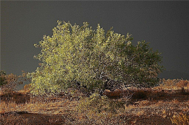 Mesquite fa ápolás - Mesquite fák növekvő a tájban