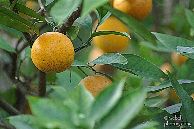 Cuidados com a laranjeira - Aprenda a cultivar uma laranjeira