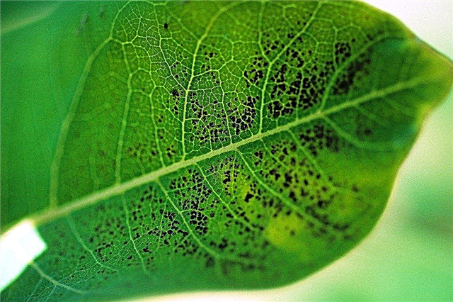 오존 식물 손상 : 정원 식물에서 오존 손상을 수정하는 방법