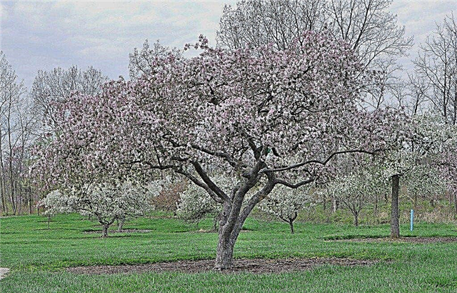 Floração Crabapple Trees: Aprenda a plantar uma árvore Crabapple