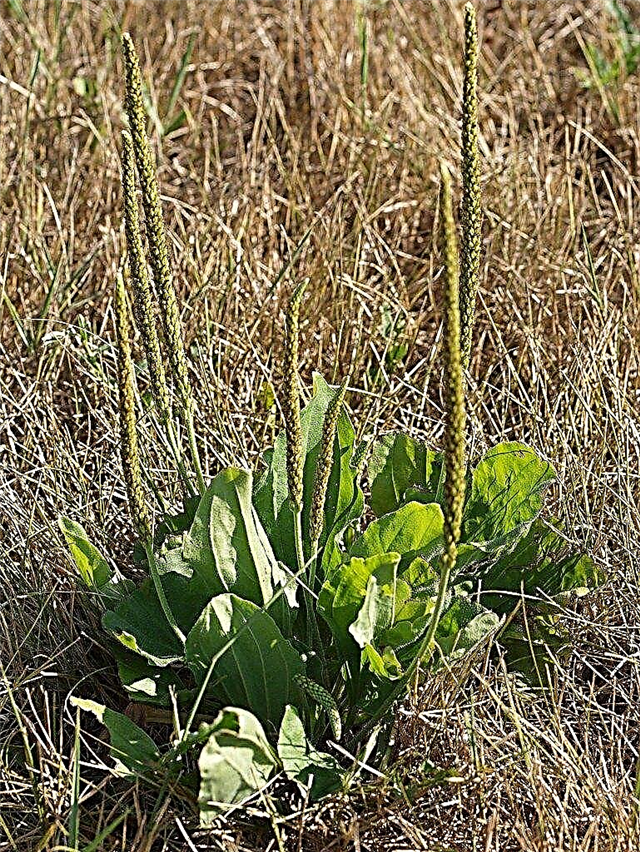 Pengawal Plantain - Cara Menghilangkan Rumput Rumput Dari Rumput Anda