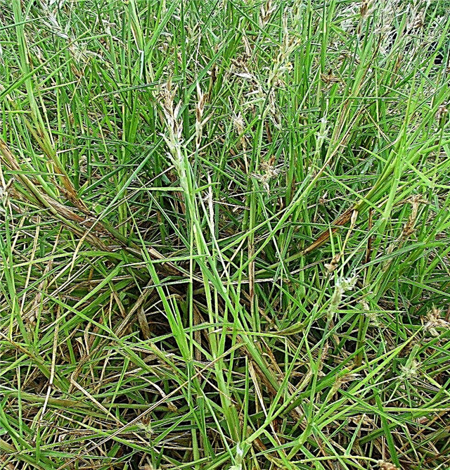 Controle de ervas daninhas de Sandbur - produtos químicos para Sandburs na paisagem