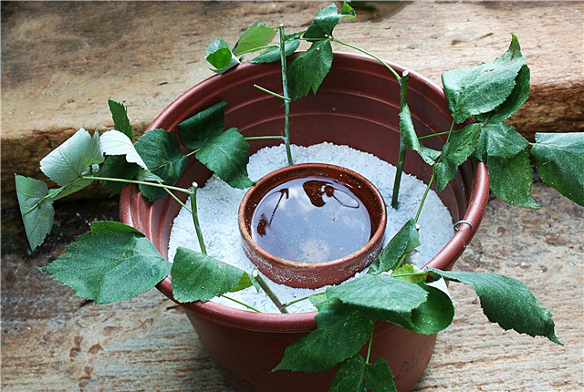 Propagación de frambuesas: ¿puede cultivar una planta de frambuesa a partir de esquejes
