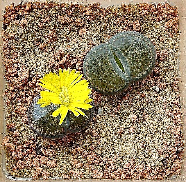 Lithops Sultingi: kaip auginti gyvus akmeninius augalus