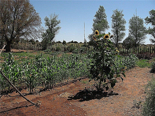 النباتات في مناخات الصحراء: زراعة نباتات وزهور صالحة للأكل في الصحراء