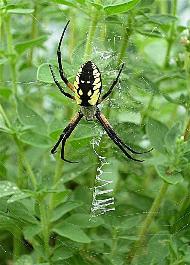 Вредни градински вредители - Съвети за контрол на паяците в градината