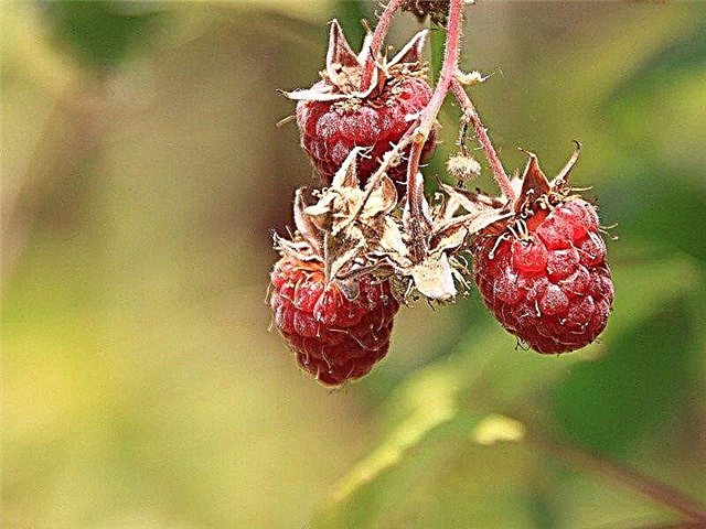 Розсипчасті ягоди: інформація та причини розпаду малини