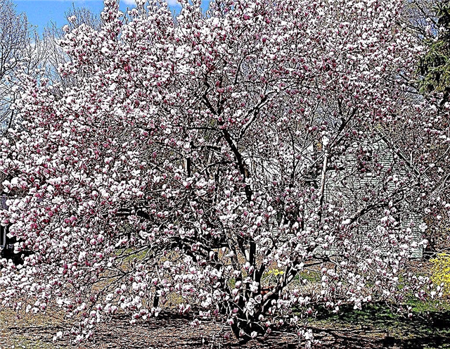 Poda de árboles de magnolia: aprenda cómo y cuándo podar árboles de magnolia