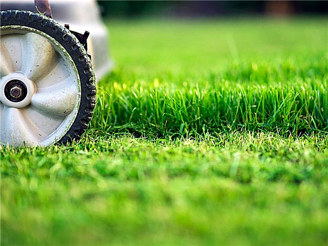 ما هو سلخ فروة الرأس: كيفية إصلاح العشب المحشو