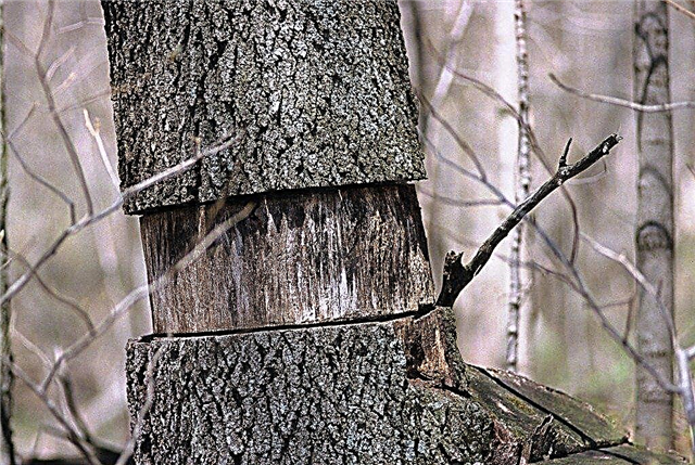 Girdled Tree Help - تعلم كيفية إصلاح الأشجار المحززة