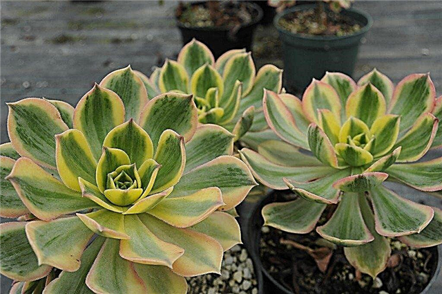 Aeonium en crecimiento: aprenda sobre el cuidado de las plantas de Aeonium