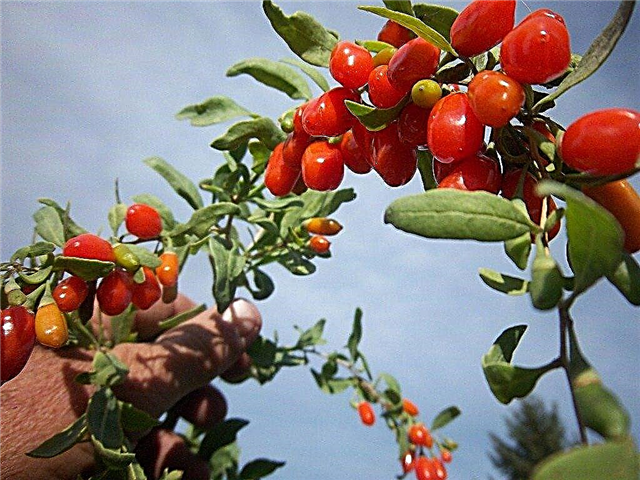 Informații în creștere de Goji Berry: Aflați despre cum să crească fructe de padure Goji
