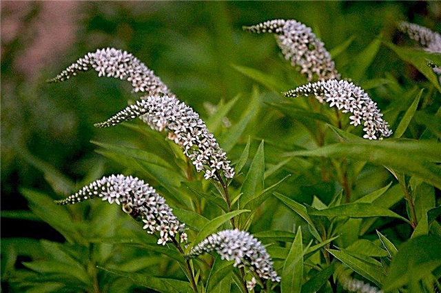 オカトラノオ品種：グースネックオカトラノオ花に関する情報