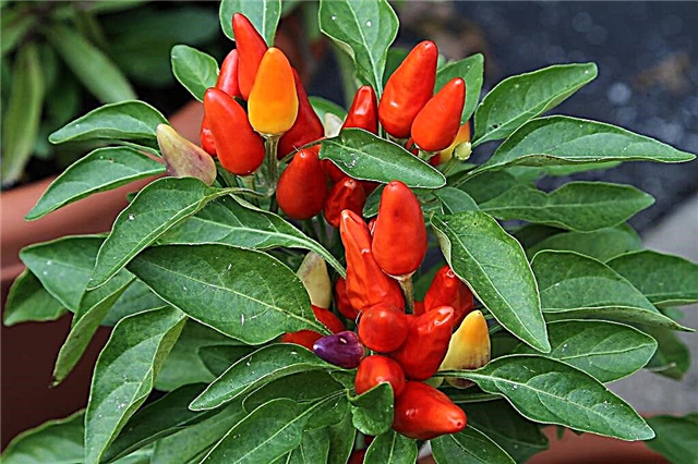 Ornamental Pepper Care: Wie man Zierpfefferpflanzen züchtet