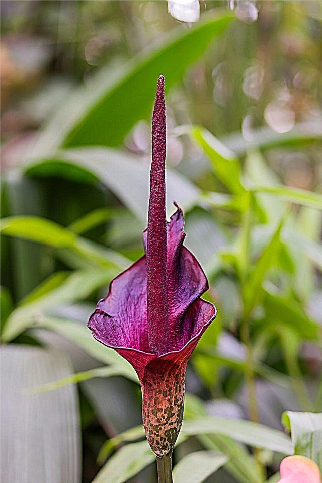 Voodoo Lily Info: Informations sur la façon de planter un bulbe de lys vaudou
