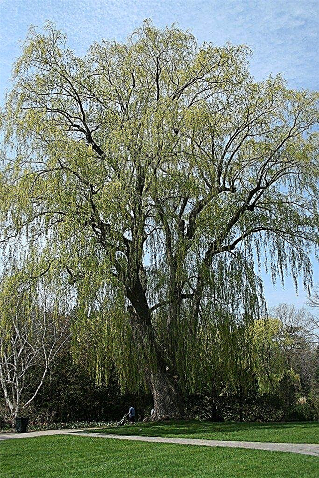 Willow Tree Growing: Tudja meg, hogyan kell nőni egy Willow Tree