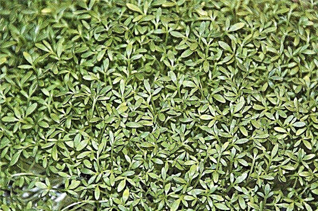 Cultiver une plante de cresson de jardin: à quoi ressemble le cresson de jardin