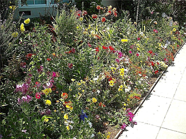 視覚障害者用庭園–視覚障害者向けに香りのよい庭園を作成する方法