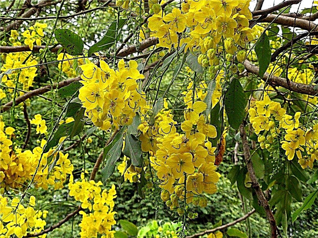 Odling av Cassia-träd - Tips för plantering av ett Cassia-träd och dess vård