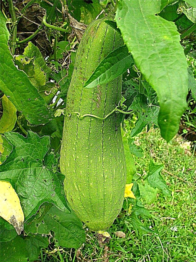 Luffa Plant Care: Πληροφορίες για τη φύτευση Luffa Gourd