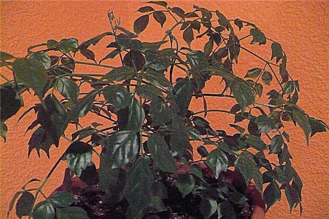 Trimma kinesdocka växter: Hur och när man ska beskära kinesdocka växt