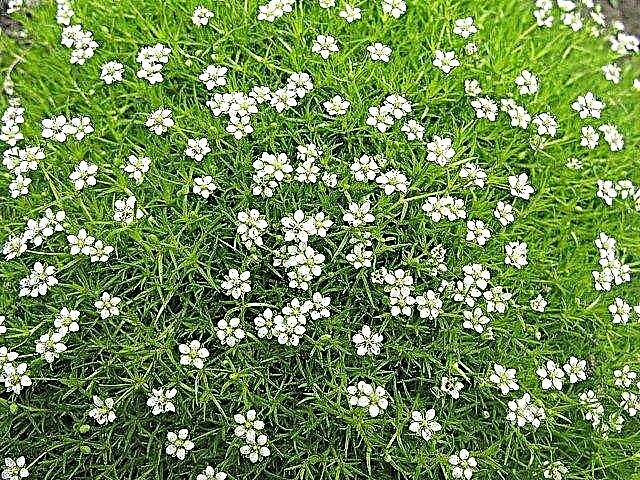 Ιρλανδικά φυτά βρύου - Καλλιέργεια ιρλανδικού βρύου στον κήπο