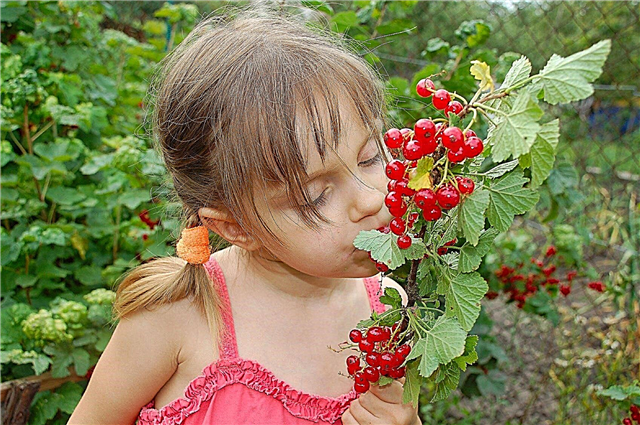 Садівництво з особливими потребами - створення саду для дітей з особливими потребами