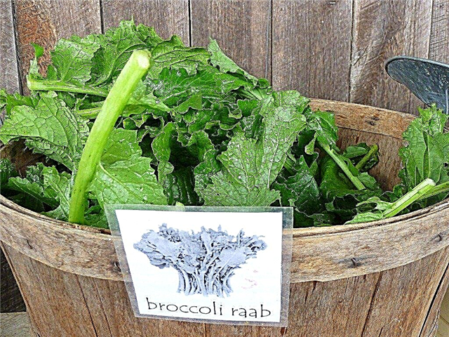 Brokoļu rabe raža: Kā un kad sagriezt brokoļu raba augus
