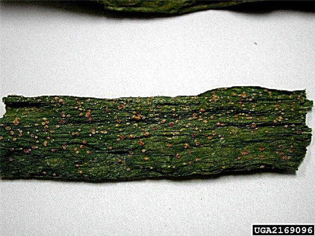 양파 식물 녹 처리 : 녹 질병으로 양파를 죽일 것