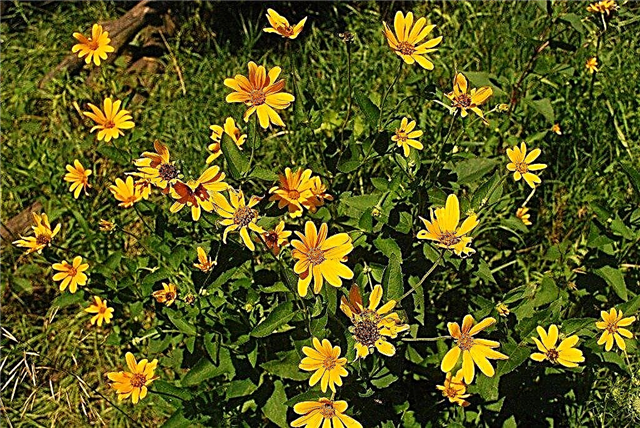 Ox Eye Sunflower Plant: Hoe een valse zonnebloem te laten groeien