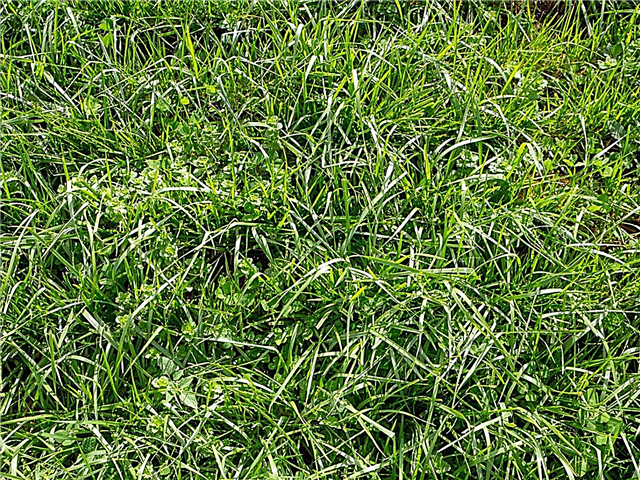 Tall Fescue Management - Hvordan kontrollere Tall Fescue Weeds