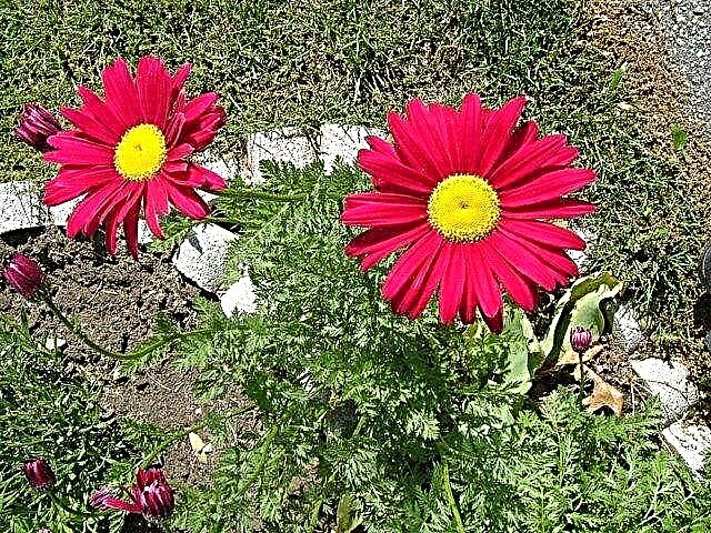 Pests And The Painted Daisy Plant: Painted Daisy Growing Tips And Care