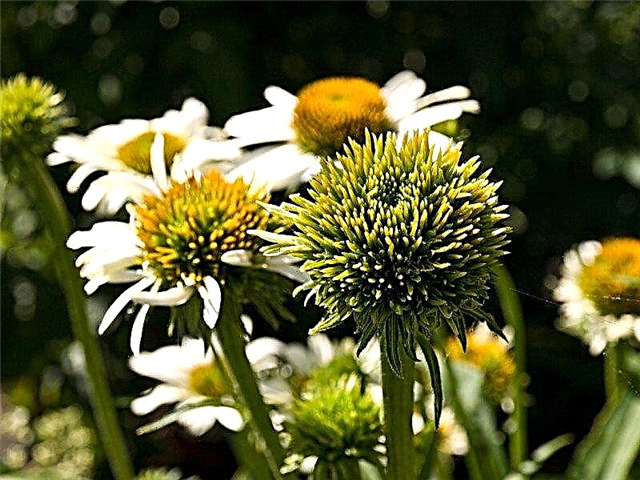 Aster Yellows On Flowers - Information om kontroll av Aster Yellows Disease