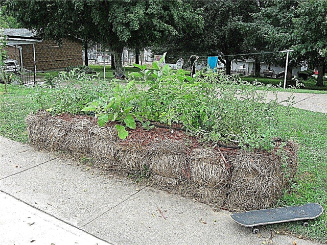 Початок салом з тюків із соломи: як посадити садові саджанці з тюків