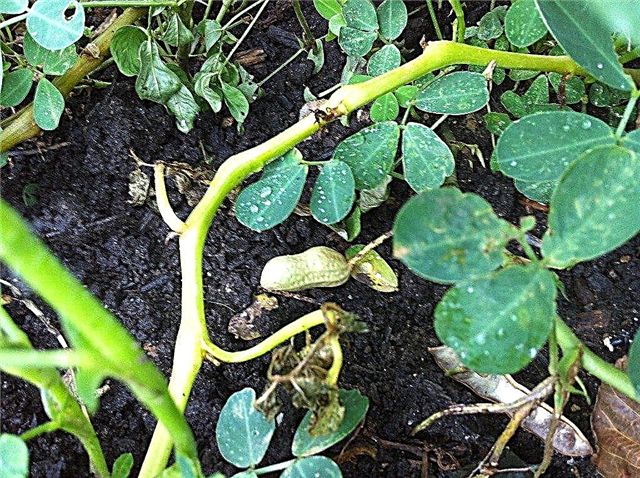 Berba kikirikija: kada i kako se beru kikiriki u vrtovima