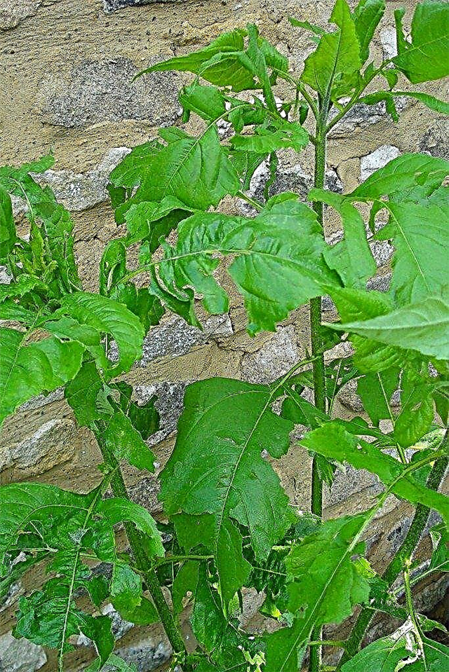 Dommages aux cultures dues à la grêle: comment prendre soin des plantes endommagées par la grêle