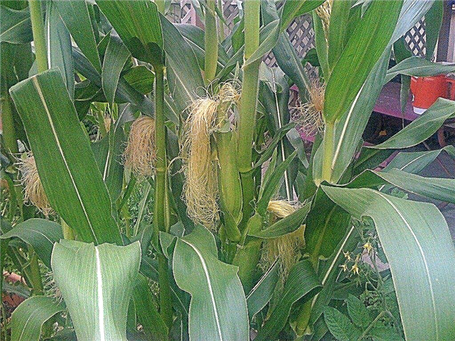 Growing Popcorn - Condiciones de cultivo de palomitas de maíz y cómo cultivar palomitas de maíz