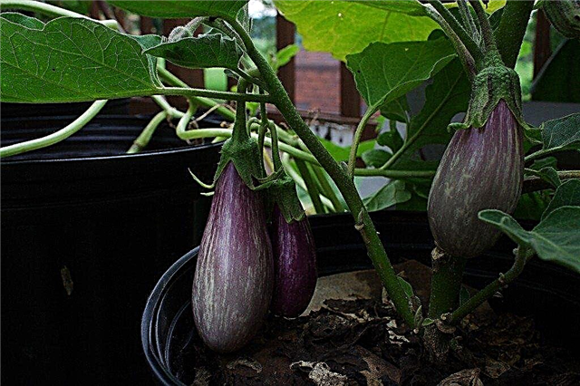 Récolte d'aubergines: informations sur la récolte d'une aubergine