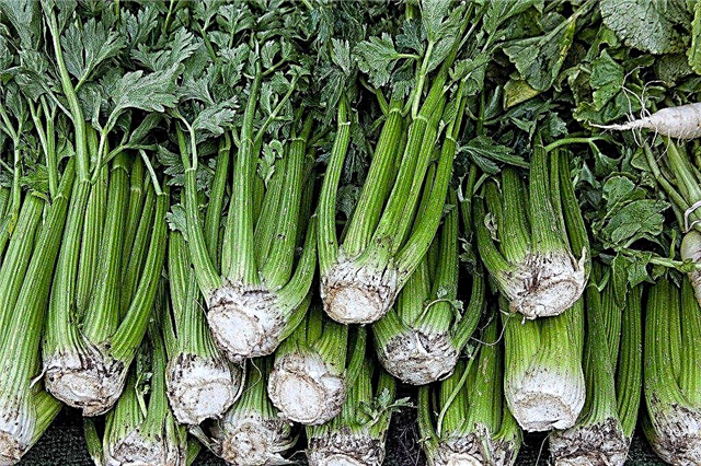 Horká ochutnávka zelerových stoniek: Ako zabrániť celeru pred ochutnávkou