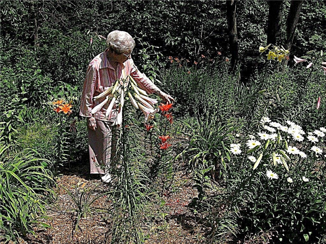 Jardins pour personnes âgées: création d'un jardin pour personnes âgées facile à entretenir