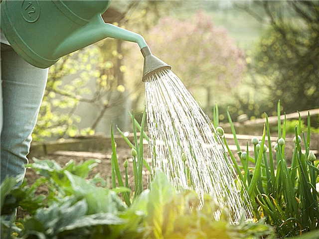 Regionaalsed aiamaade majapidamistööd: mida teha juulis