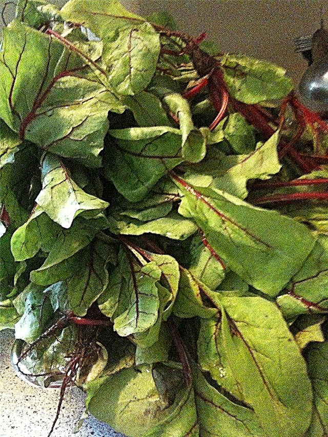 Qué son las hojas de remolacha: cómo usar hojas de remolacha y cosechar hojas de remolacha frondosas