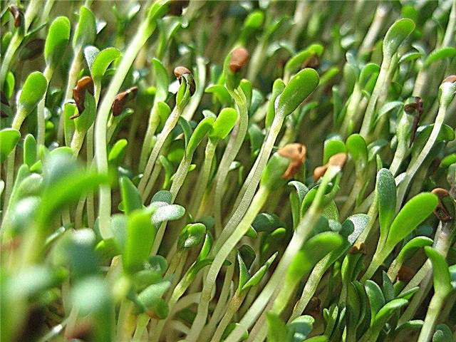 Alfalfasprossen Gewusst wie: Tipps zum Anbau von Alfalfasprossen zu Hause