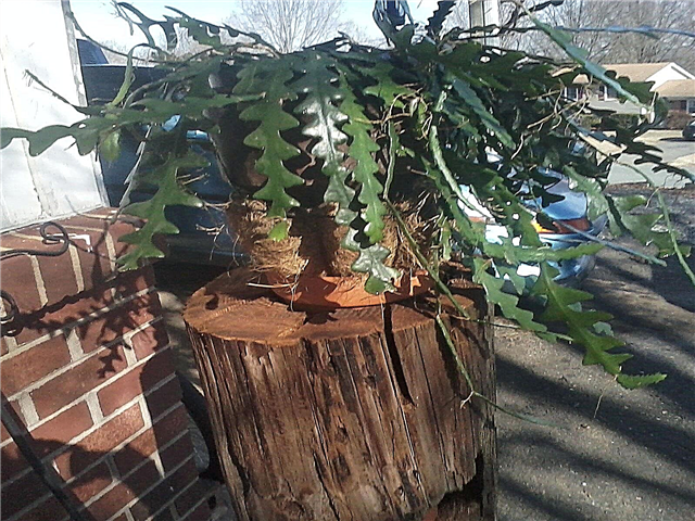 Fishbone Cactus Care - Como cultivar e cuidar de uma planta de casa de Ric Rac Cactus