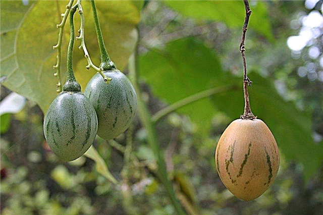 Tamarillo de tomate de árvore: Como cultivar uma árvore de tomate de Tamarillo