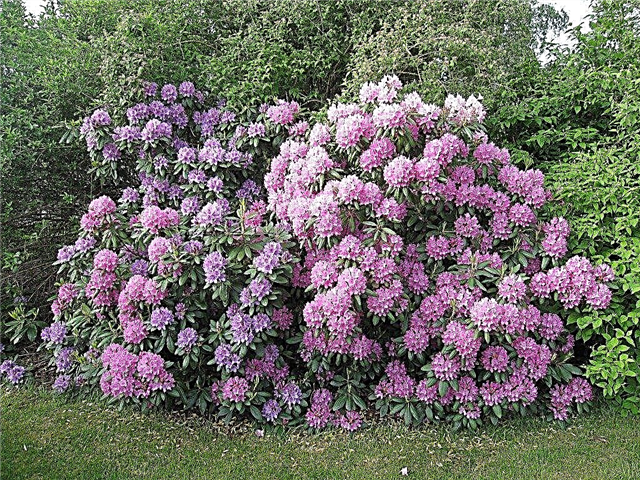 Problemen met Rhododendrons: omgaan met Rhododendron Insectenproblemen en ziekten