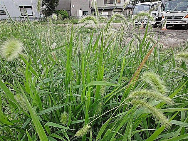 السيطرة على الأعشاب Foxtail - كيفية التخلص من العشب Foxtail في المروج
