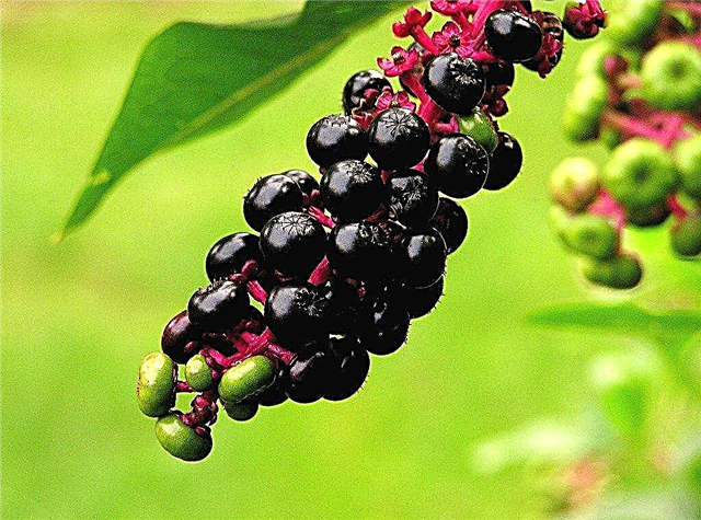 Mengontrol Pokeweed: Cara Menyingkirkan Tanaman Pokeberry