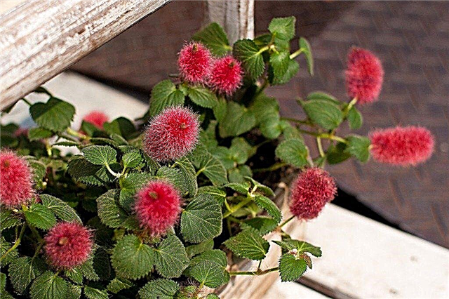 Cultiver des plantes de chenille: comment faire pousser une plante de quenouilles rouge chaud